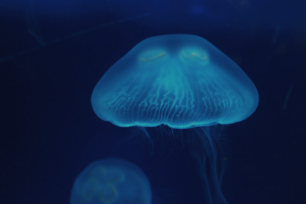Serene Jellyfish Wallpaper: Ethereal Beauty in Deep Blue Waters