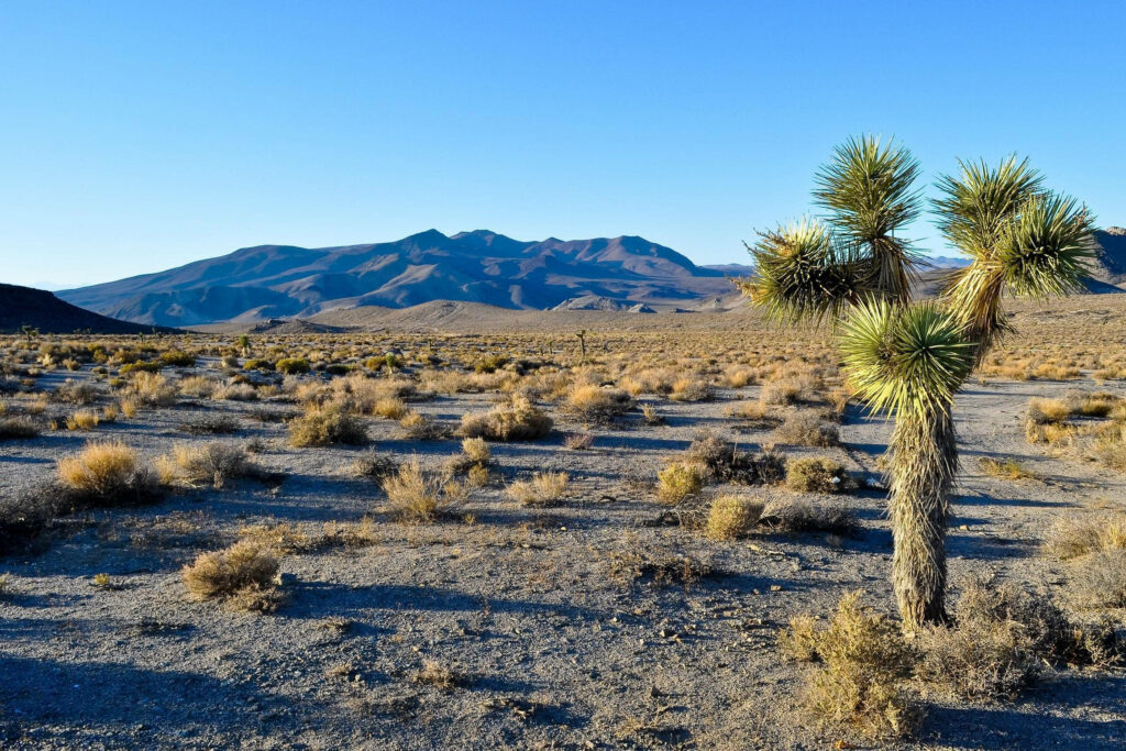 Serene Joshua Tree Desert Landscape Wallpaper - Death Valley Beauty