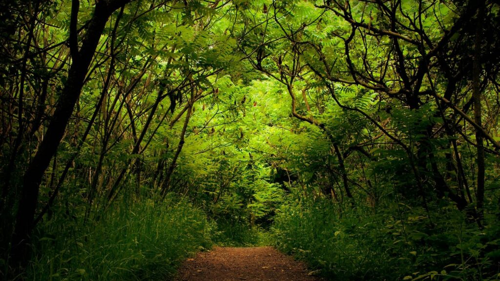 Serene jungle wallpaper with winding wooden path through dense green foliage and arched trees