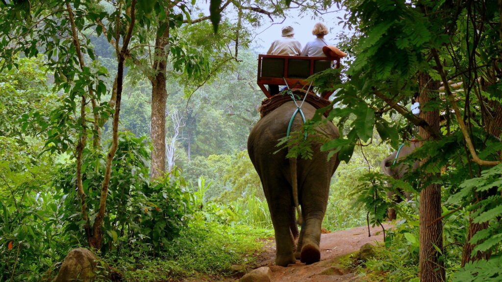 Serene Jungle Wallpaper: Elephant Adventure in Lush Greenery