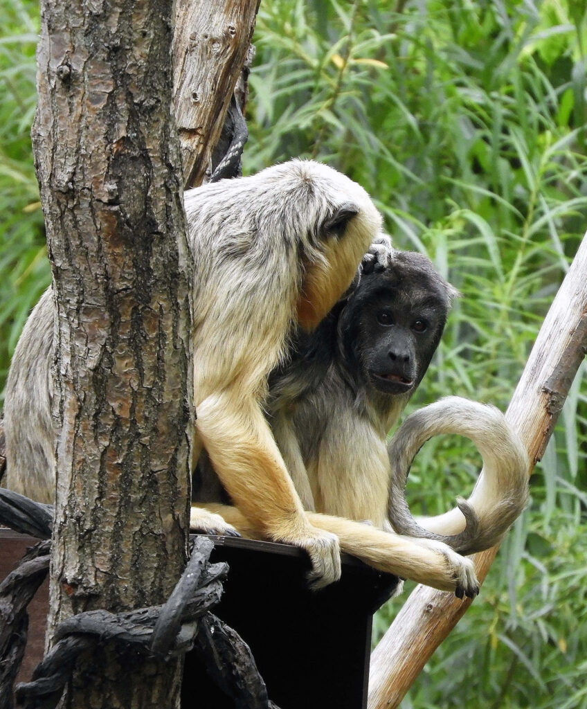 Serene Howler Monkeys in Lush Jungle Wallpaper - Tranquil Wildlife