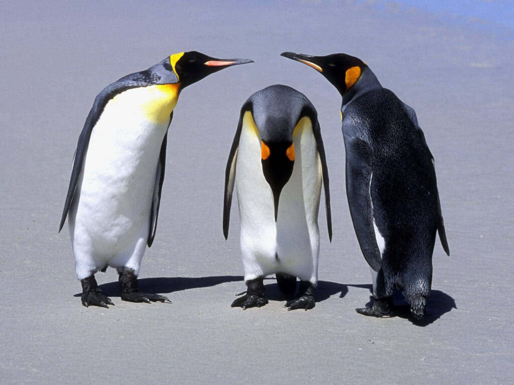 Serene King Penguins on Sandy Shore - Tranquil Ocean Background Wallpaper
