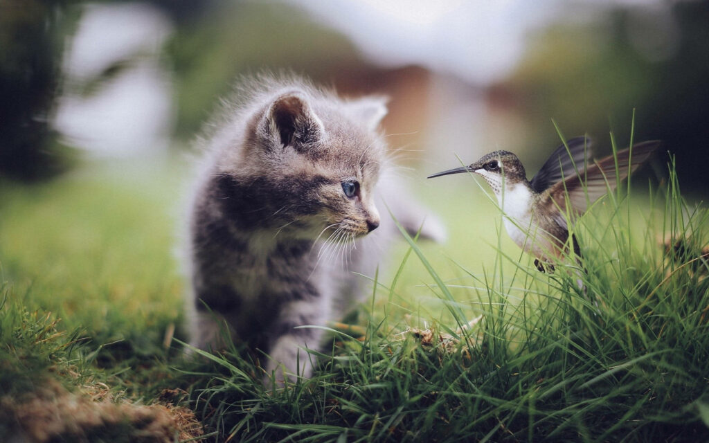 Serene Kitten & Hummingbird Wallpaper: Tranquil Greenery Scene