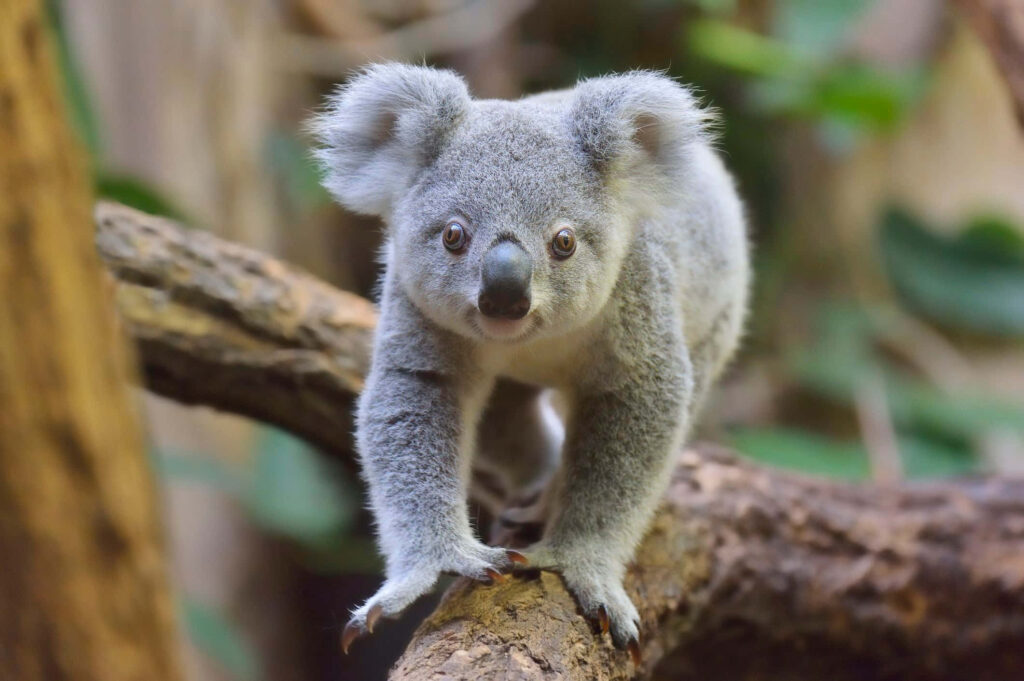 Charming Koala Bear in Sunlit Tree - Serene Nature Wallpaper