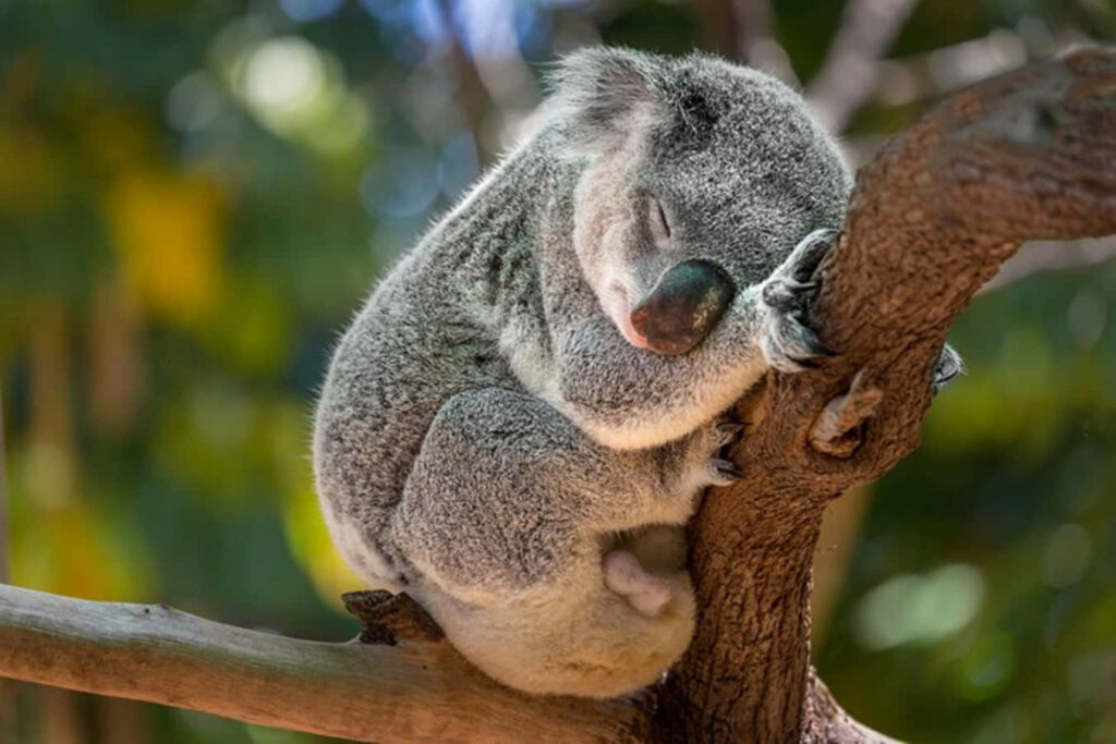 Koala Bear Close-Up: Peaceful Wallpaper with Greenery Background