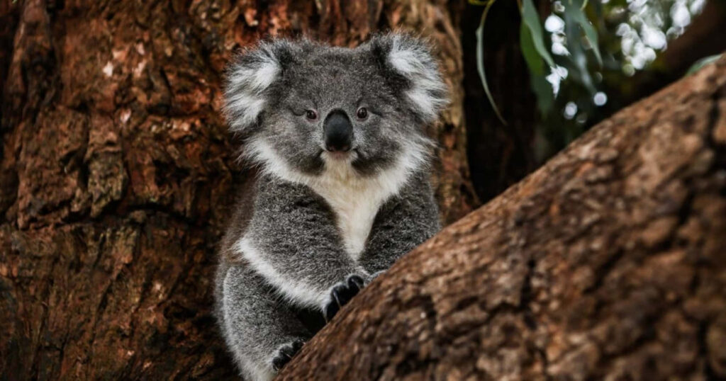 Serene Koala Bear Wallpaper: Tranquil Tree Backdrop