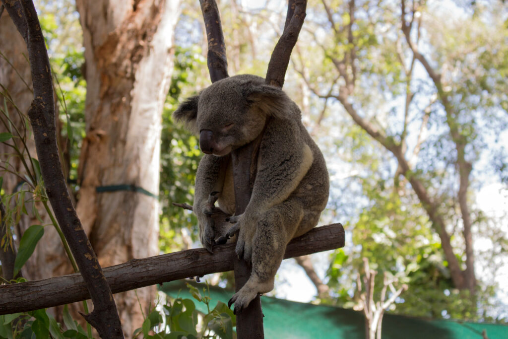 Cute Koala Bear Wallpaper: Peaceful Nature Scene with Lush Greenery