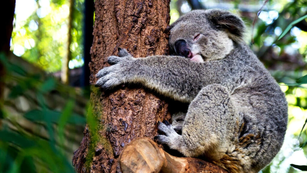 Serene Koala Bear Wallpaper: Peaceful Tree Scene with Green Leaves