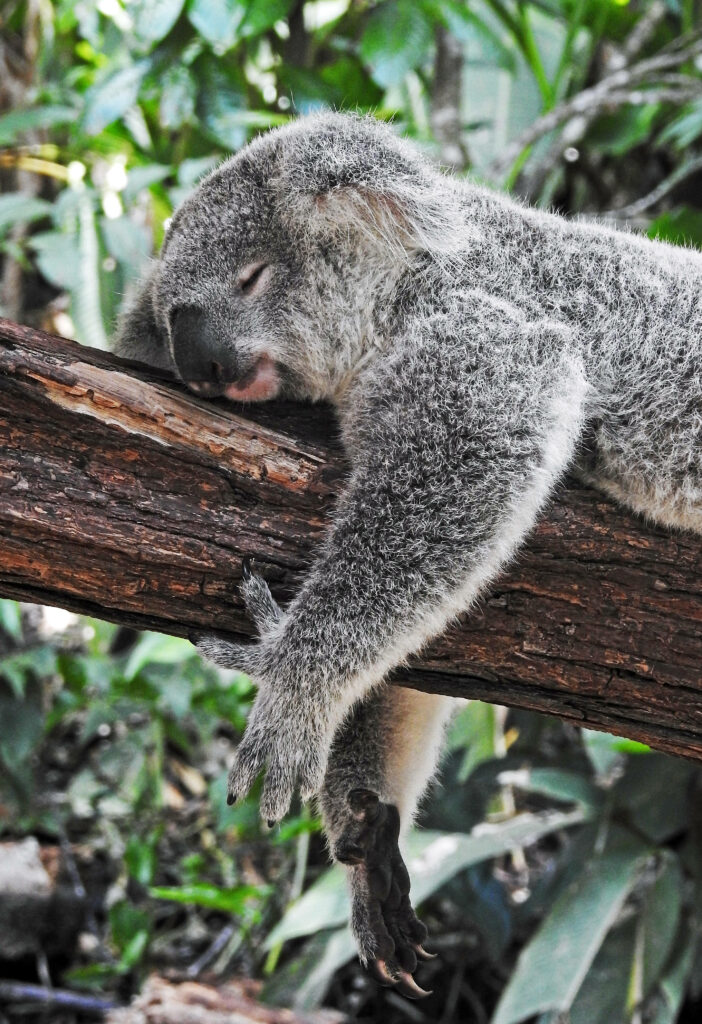 Serene Koala Bear Wallpaper: Relaxing Nature Scene in Australia