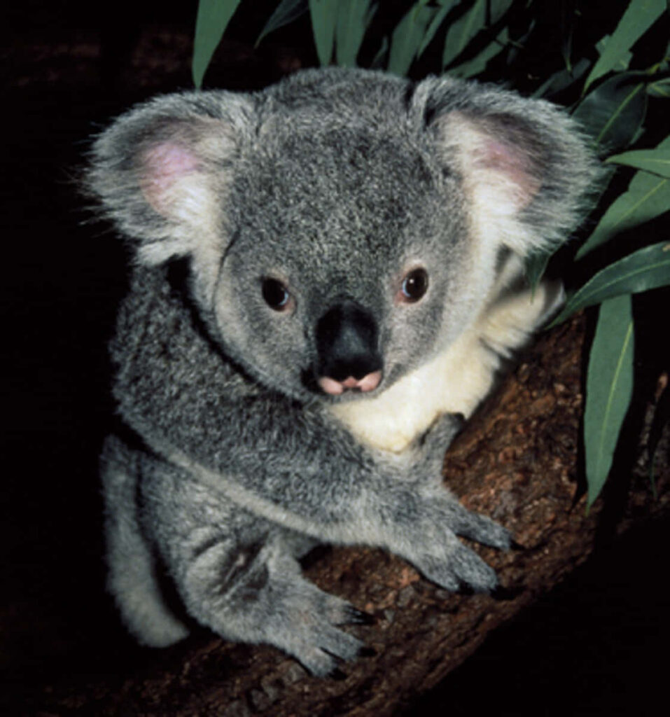 Sleepy Koala Bear Wallpaper: Calm Nature Scene with Green Leaves