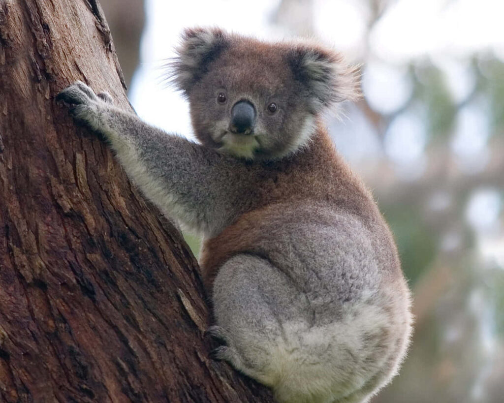 Tranquil Koala Bear in Leafy Tree: Nature's Serene Beauty Wallpaper