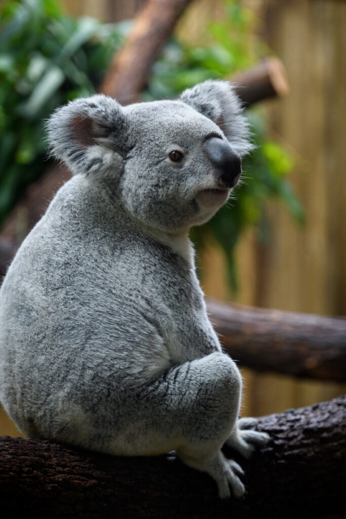 Serene Koala Close-Up: Soft Gray Fur & Blurred Nature Background Wallpaper