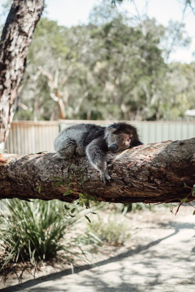 Koala Napping in Sunlit Tree - Tranquil Nature Wallpaper