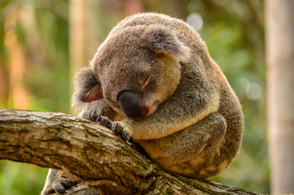 Serene Koala on Tree Branch Amidst Lush Greenery - Peaceful Scene Wallpaper