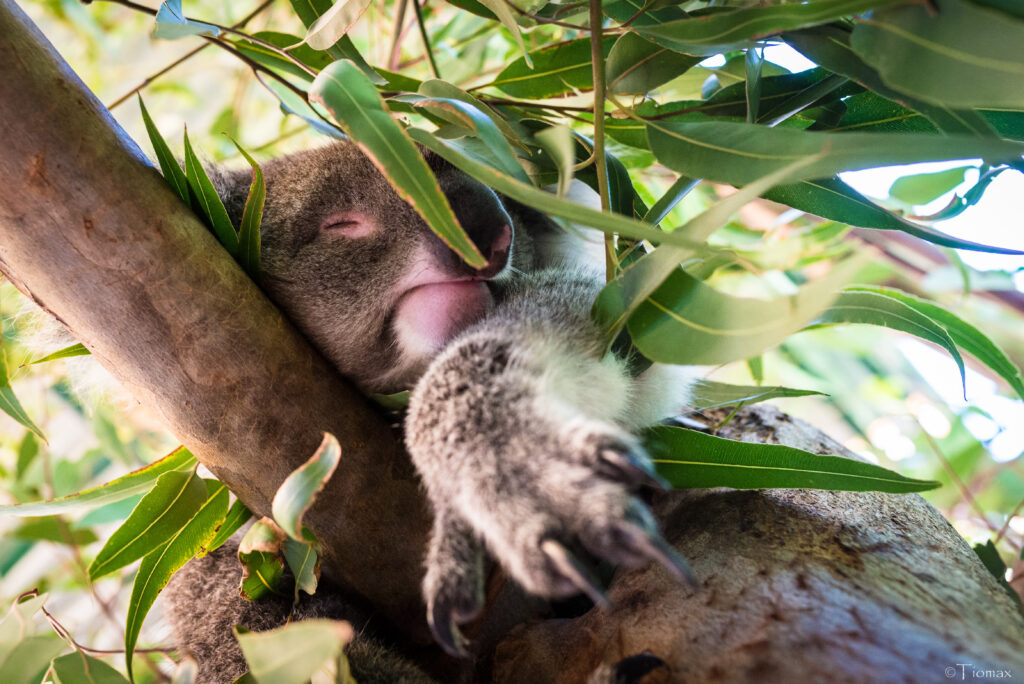 Serene Koala Sleeping Amid Green Leaves - Tranquil Wallpaper Background