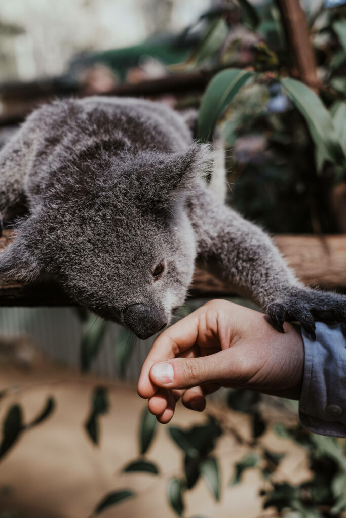 Serene Koala Moments: Nature Connection with a Gentle Sniff Wallpaper