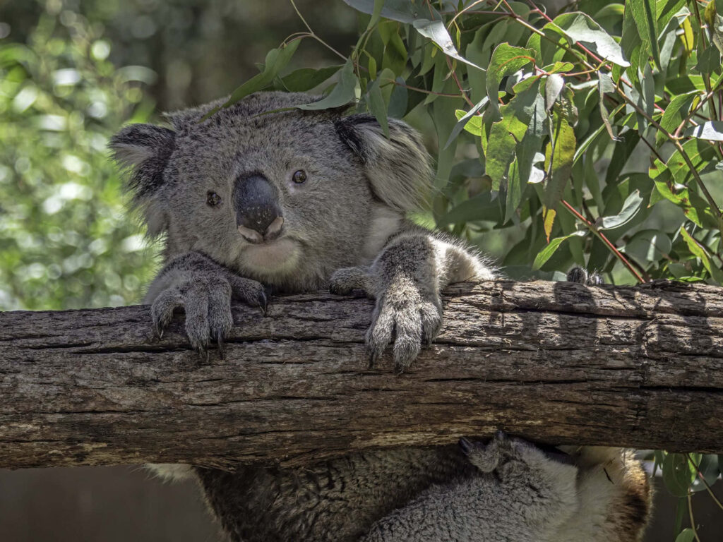 Serene Koala on Tree Branch Amidst Lush Green Forest Background Wallpaper