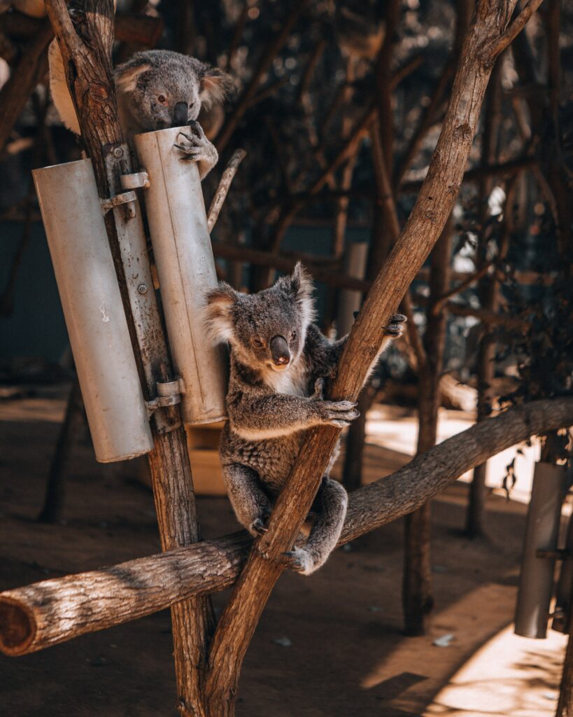 Serene Koalas on Tree Branches - Calming Nature Wallpaper