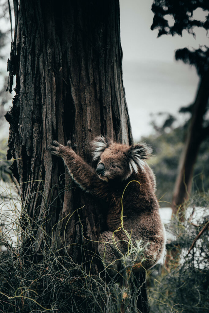 Calming Koala Wallpaper: Serene Tree Scene for a Tranquil Background
