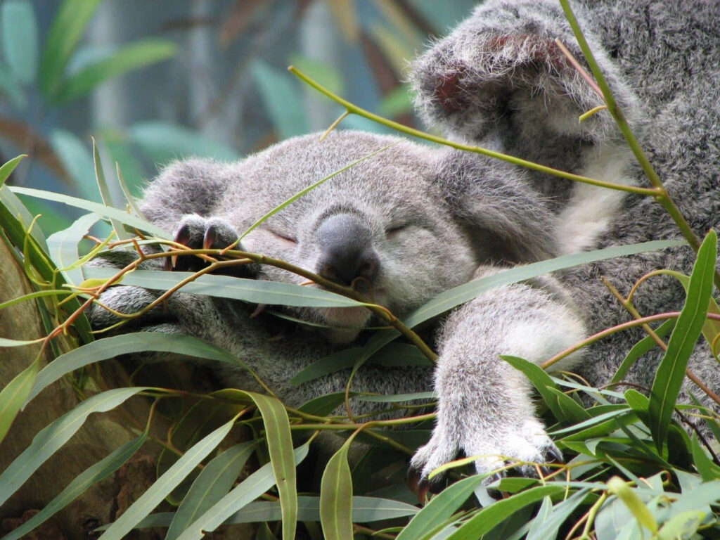 Peaceful Koala Resting in Eucalyptus Tree - Tranquil Nature Scene Wallpaper