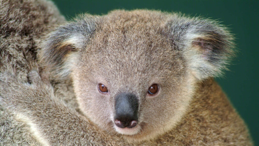 Serene Koala Nestled in Tree: Fluffy Fur & Gentle Expression Wallpaper