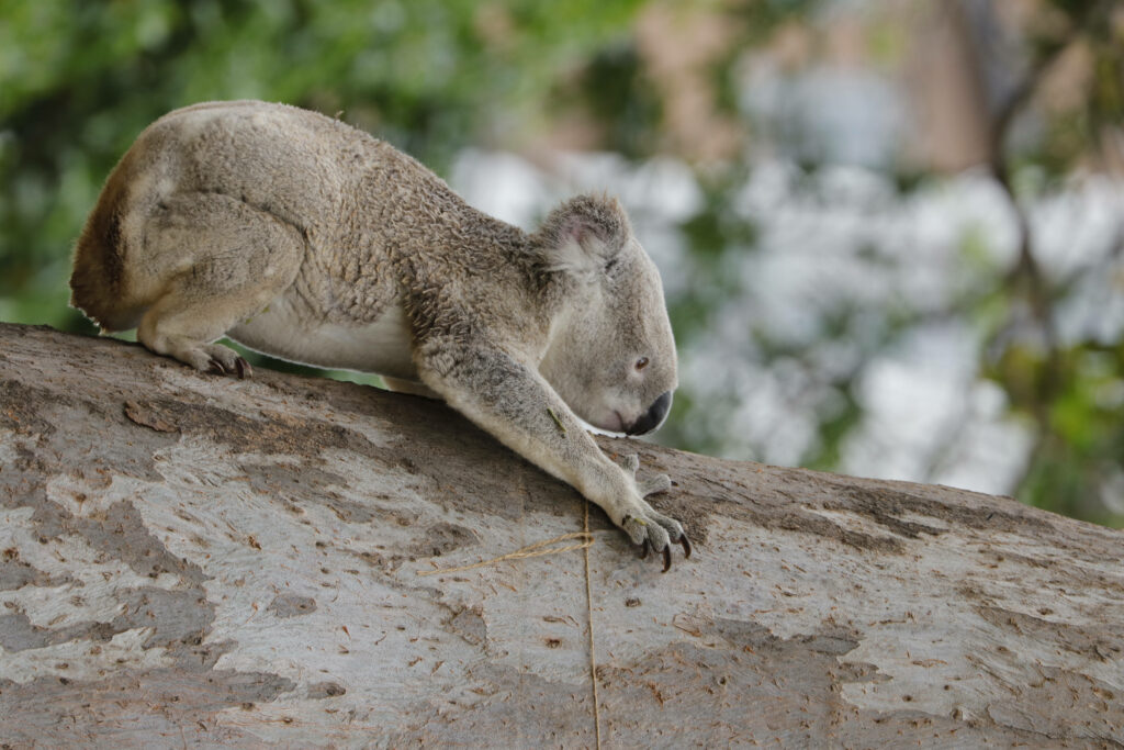Serene Koala Climbing Tree: Peaceful Nature Wallpaper Background