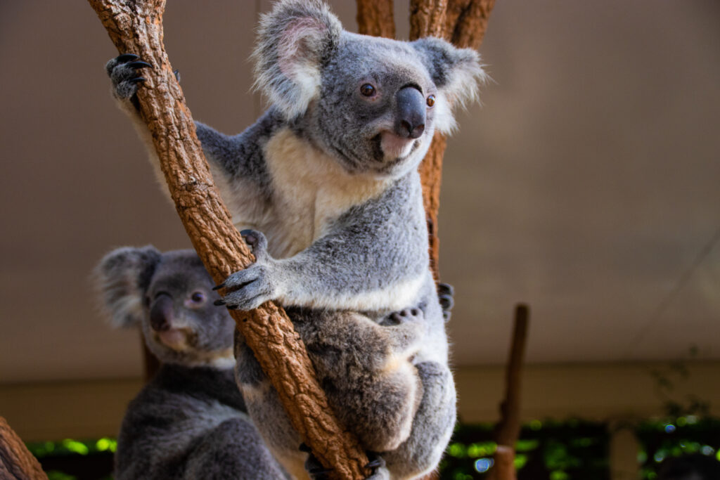 Serene Koalas on Tree Branches – High-Resolution Wallpaper