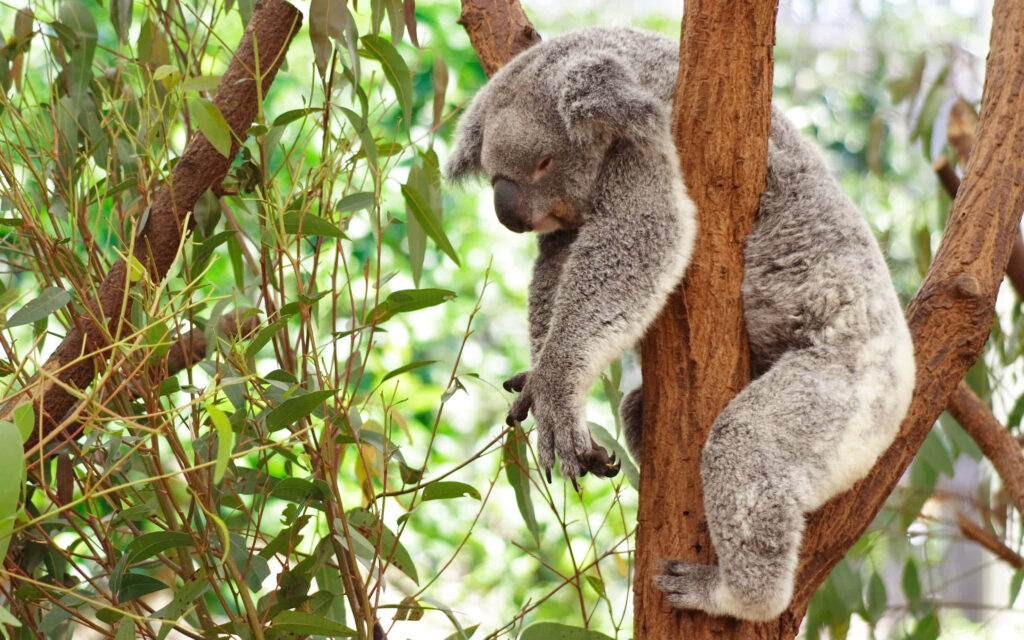 Serene Koala Wallpaper: Peaceful Nature Background with Lush Leaves