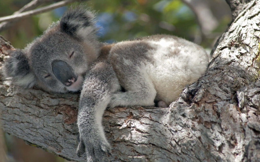 Serene Koala Sleeping on Tree Branch - Calming Nature Background Wallpaper
