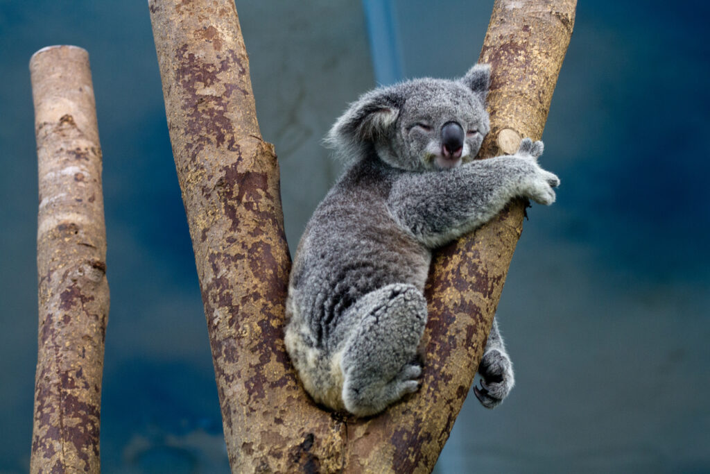 Serene Koala Wallpaper: Peaceful Wildlife in a Natural Setting