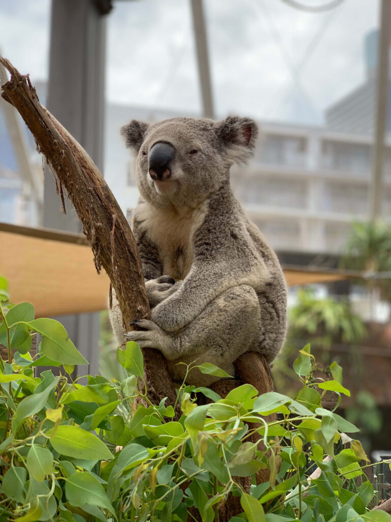 Serene Koala Wallpaper: Enchanting Nature Background