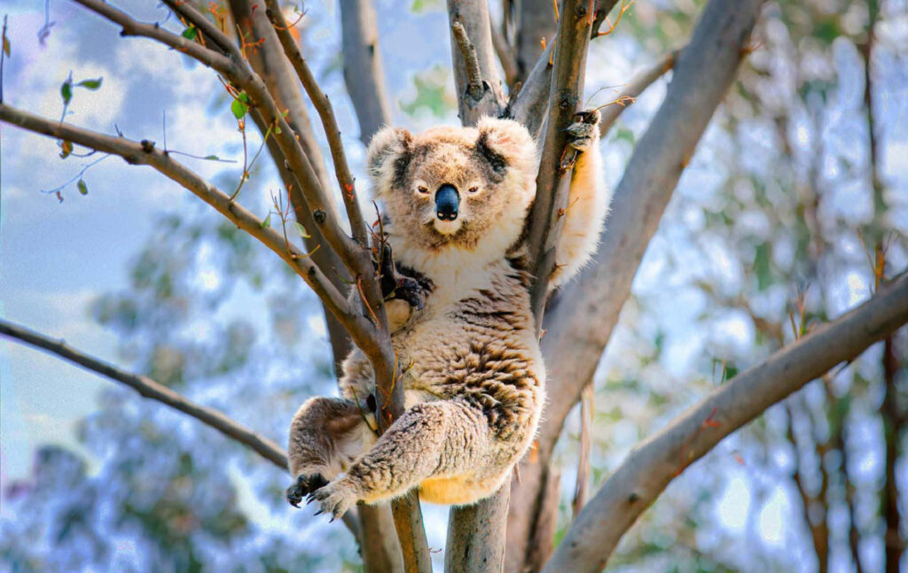 Relaxing Koala Wallpaper with Soft Natural Light Background
