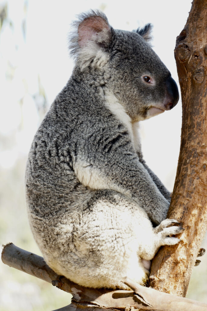 Serene Koala Wallpaper: Tranquil Nature Scene for Your Space