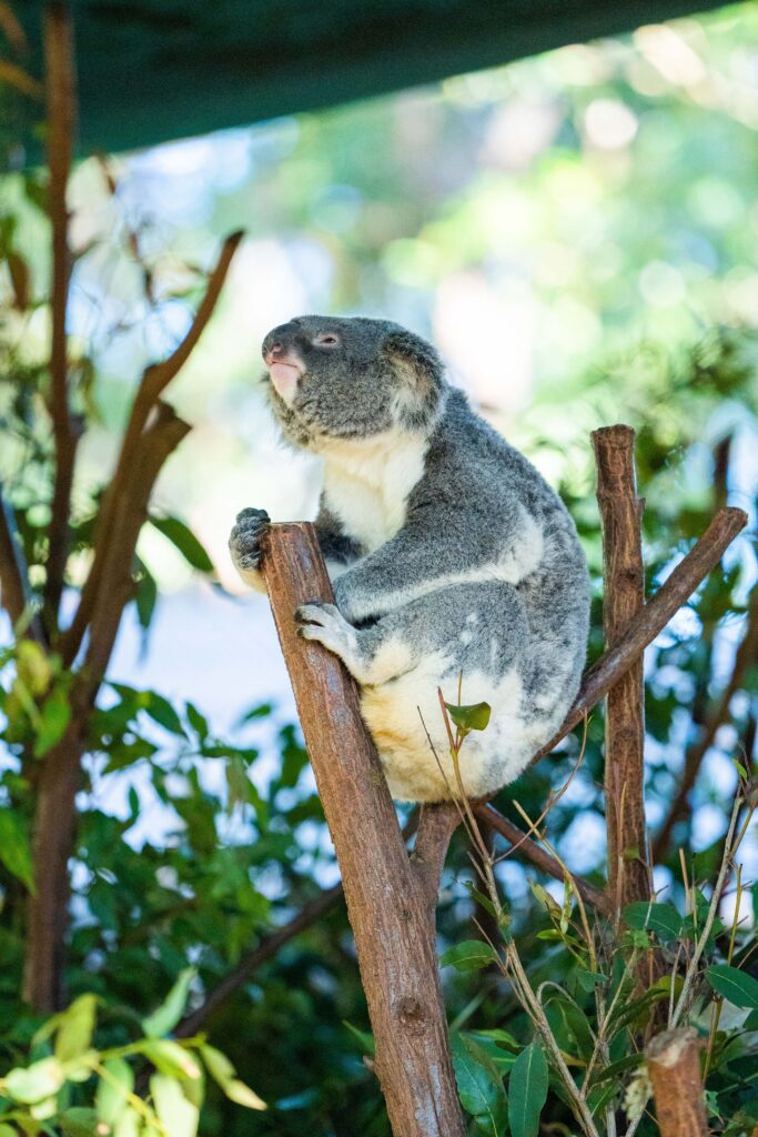 Serene Koala Wallpaper: A Calming Nature Background