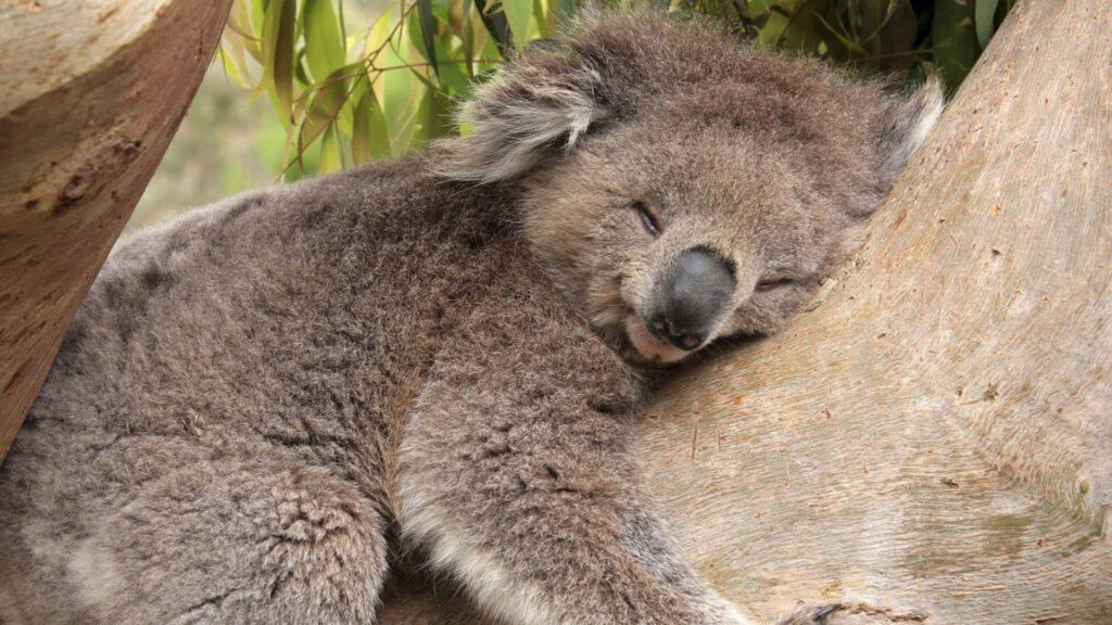 Serene Koala in Tree - Tranquil Nature Wallpaper Background