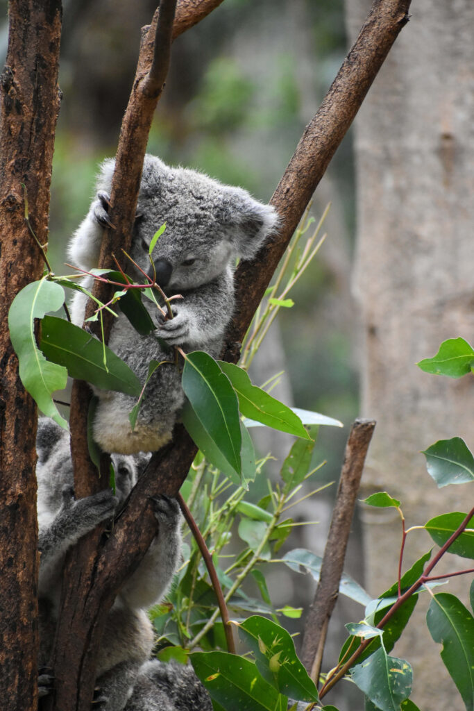 Serene Koala Wallpaper: Peaceful Nature Scene with Eucalyptus