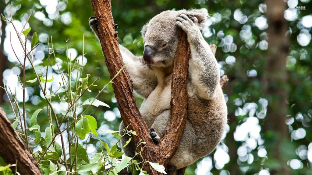 Serene Koala Wallpaper: Relaxing Tree Scene in Lush Greenery