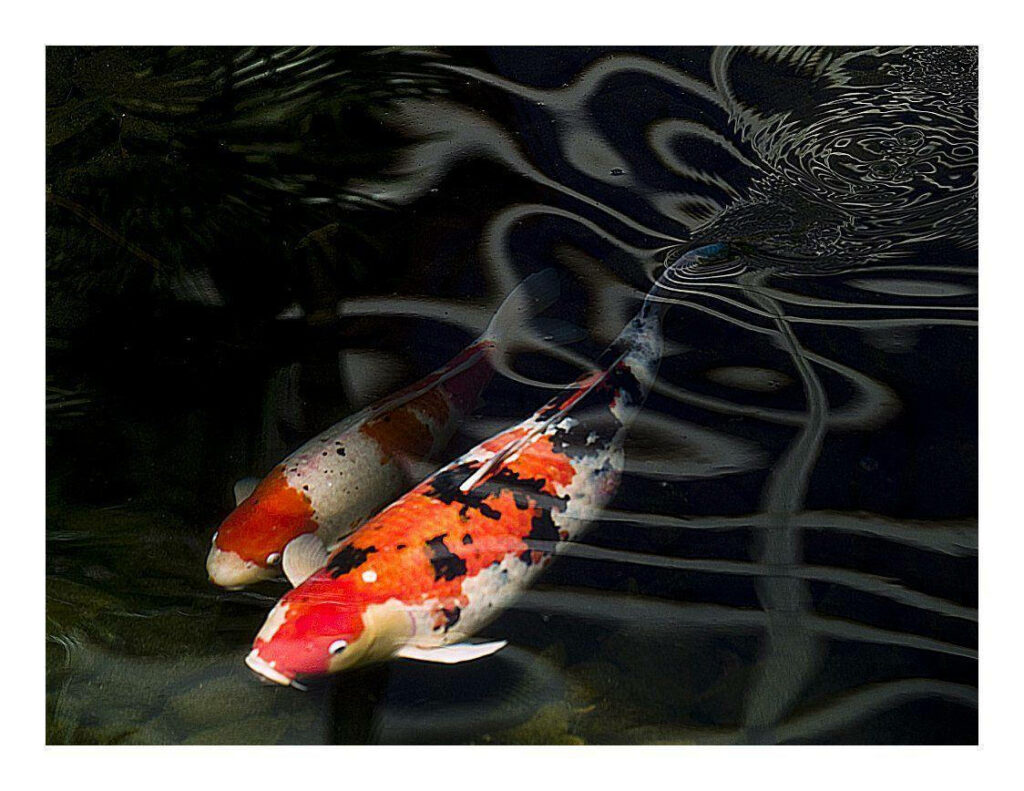 Serene Koi Fish Wallpaper: Vibrant Scales in Dark Waters