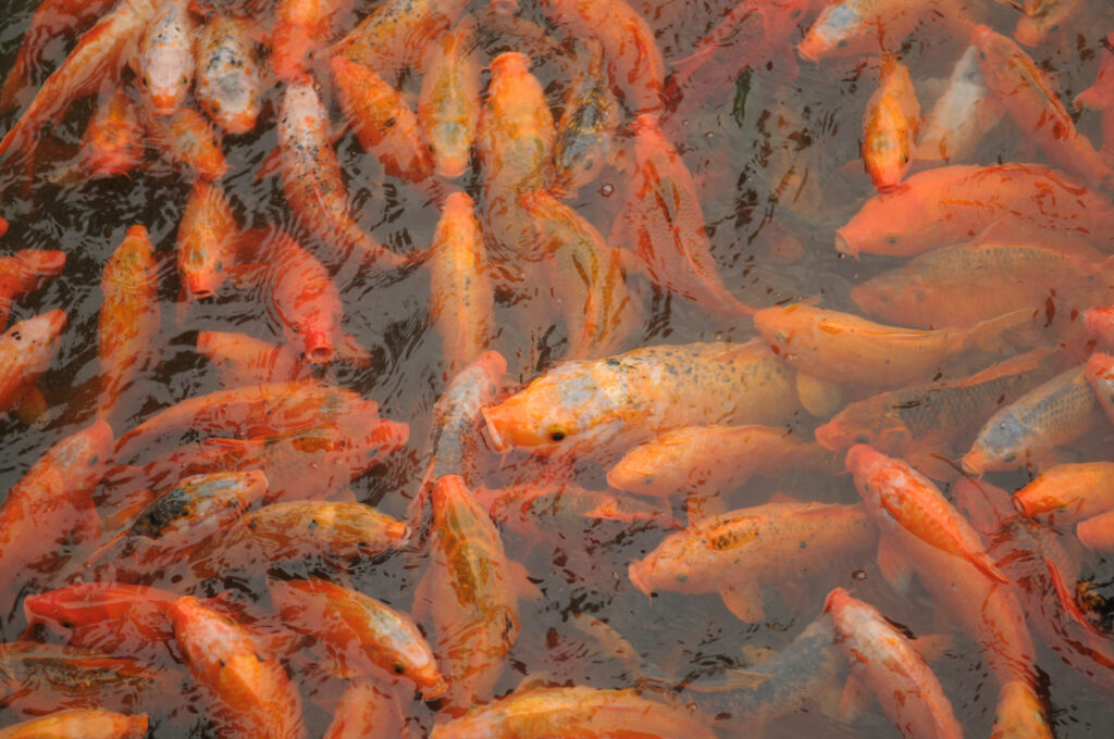 Vibrant 4K Koi Pond Wallpaper: Colorful Fish in Serene Waters