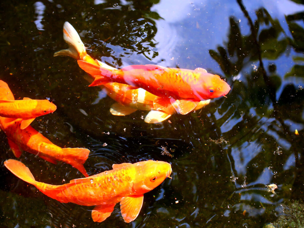 Serene Koi Pond Wallpaper: Vibrant Orange & Gold Tranquility