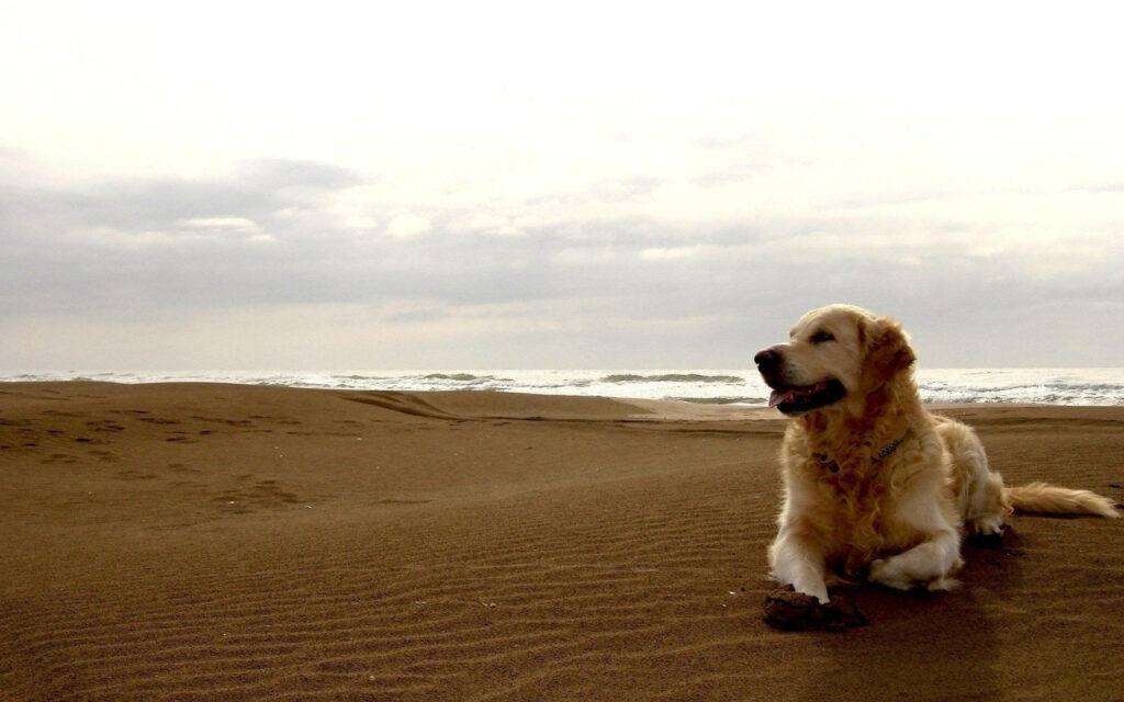 Relaxing Labrador Beach Wallpaper: Calm Waves & Peaceful Sky