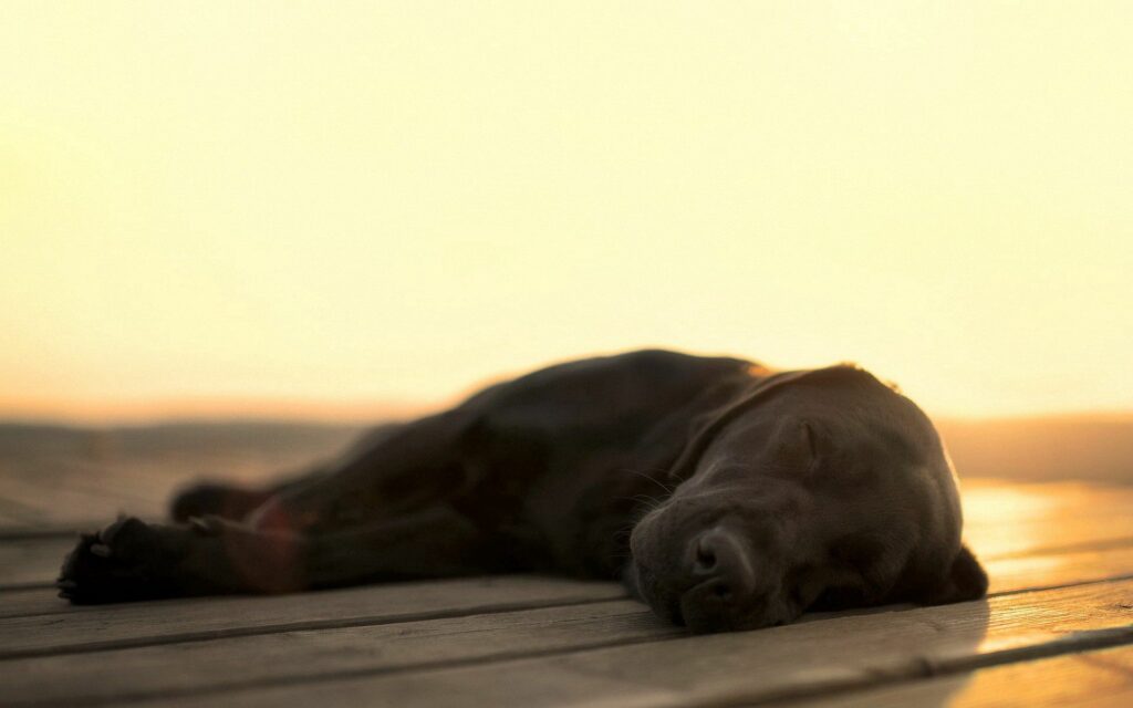 Serene Labrador Dog Sleeping on Deck at Sunset - Warm Atmosphere Wallpaper