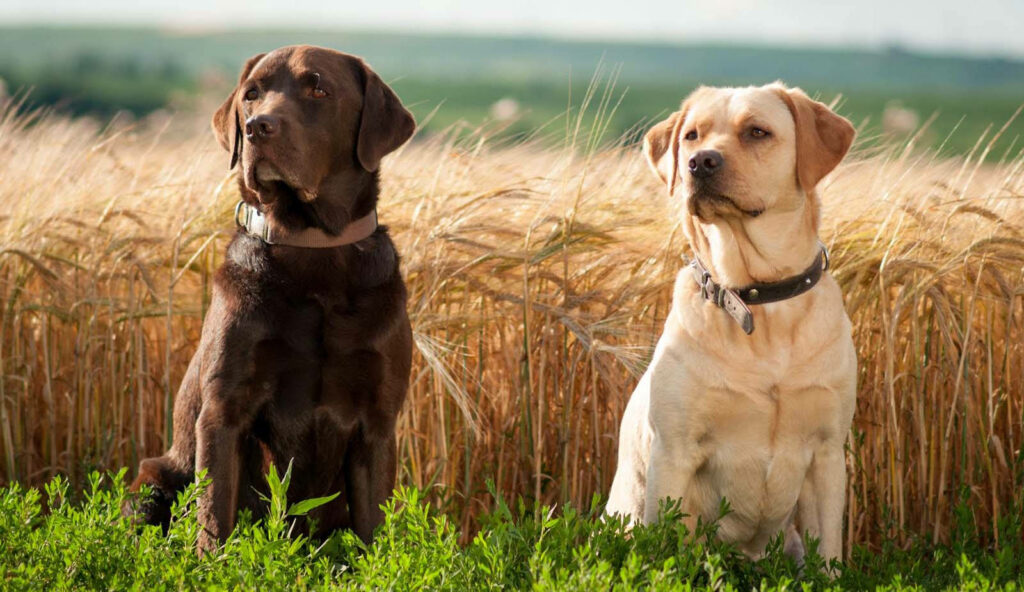 Charming Labrador Dogs in Serene Wheat Field Wallpaper Background