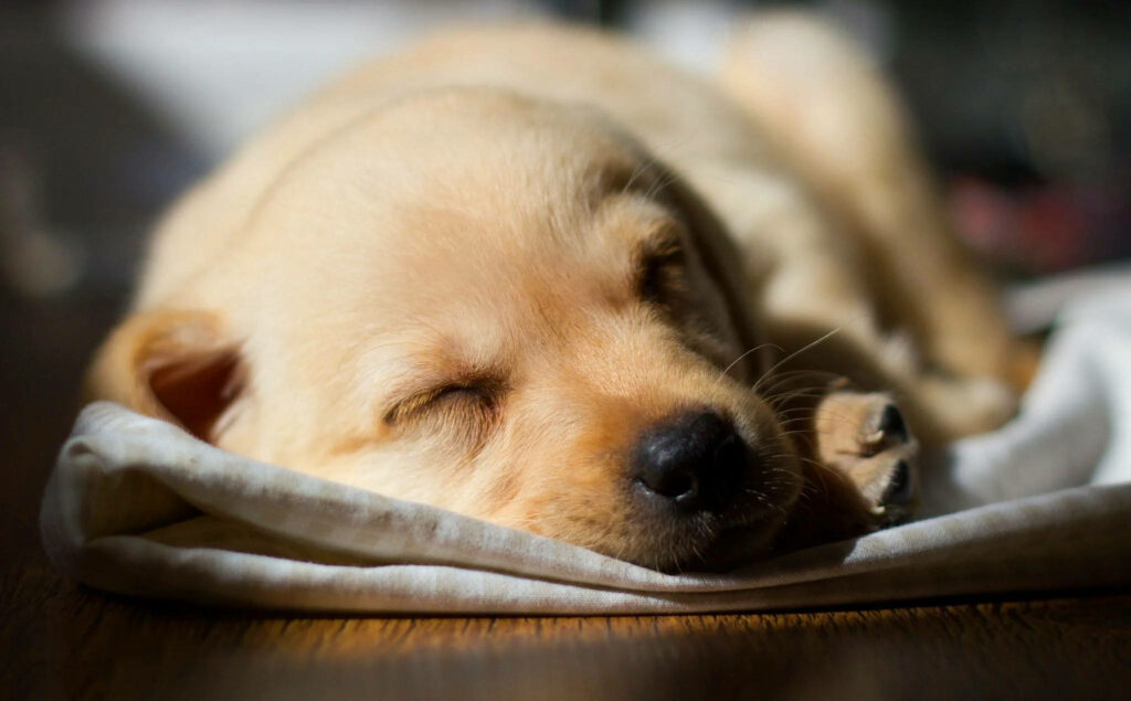 Calm Labrador Puppy Sleeping Wallpaper - Serene Background Image