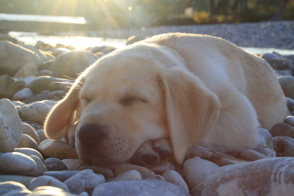 Serene Labrador Puppy Sleeping on Pebbles in Gentle Sunlight Wallpaper