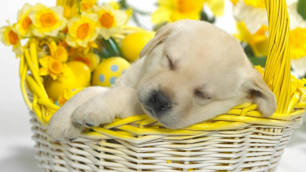 Serene Labrador Puppy in Wicker Basket with Yellow Daffodils & Eggs Wallpaper