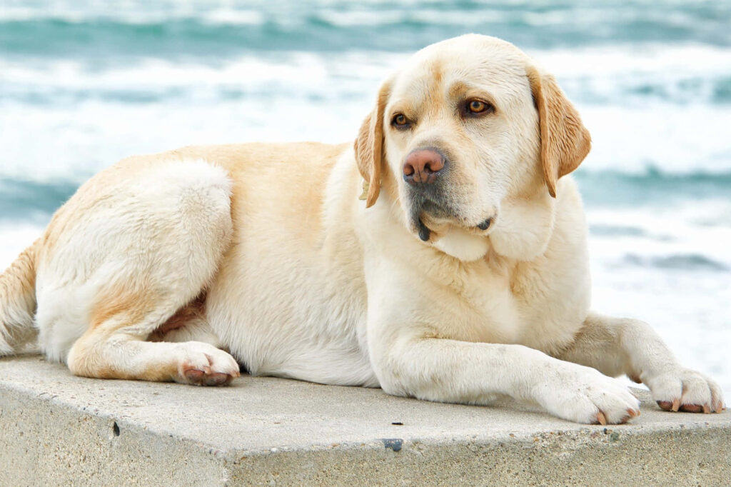 Tranquil Labrador Retriever Overlooking Calm Ocean Wallpaper Background