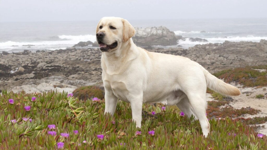 Labrador Retriever Walks Among Vibrant Grass & Scenic Shoreline Wallpaper