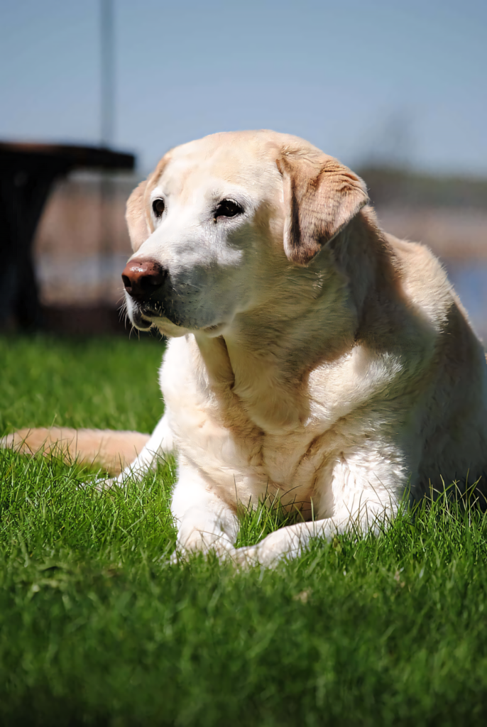 Serene Labrador Retriever Relaxing on Lush Garden Patio Wallpaper
