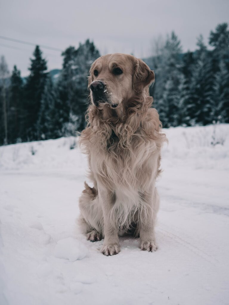 Serene Winter Landscape Wallpaper with Snowy Labrador Retriever